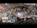 (ENG SUB) Micronesia 'Sea Turtle' Cuisine
