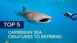 https://www.youtube.com/embed/C7FfN6eUuWg