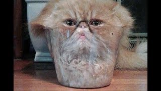 РЖАЧНЫЕ КОТЫ | FUNNY CATS | ПРИКОЛ | СМОТРЕТЬ ВСЕМ