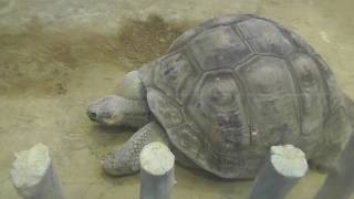 【上野動物園】大きなカメさん【Japan Ueno Zoo】Big turtle
