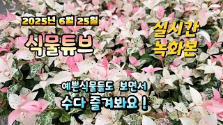 2025년 6월 25일  실시간으로  예쁜식물들 보면서  랜선으로  수다즐겨봐요. #양재꽃시장 #식물튜브 #…