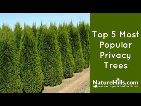 image-What is the fastest-growing evergreen for privacy?
