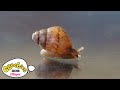 How do snails move? | Maddies Do You Know? | CBeeies