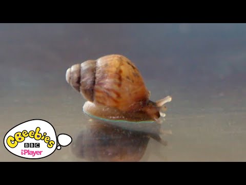 カタツムリはどうやって動くの？| 貝の動きはどうなっているの？| シービーイーズ (How do snails move? | Maddies Do You Know? | CBeeies)