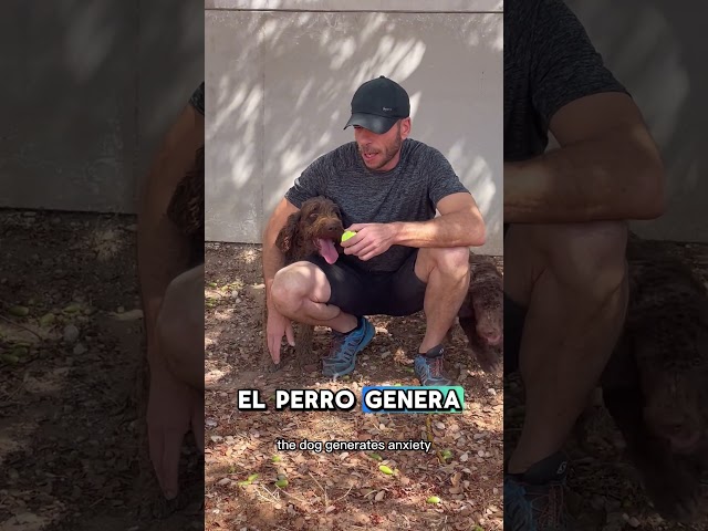 Vídeo relacionado con Ansiedad por separación en Perros: Motivación, Descripción y Tratamiento