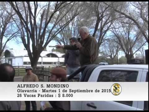 01-09-15 Venta de Vientres - Alfredo S. Mondino - Olavarria.