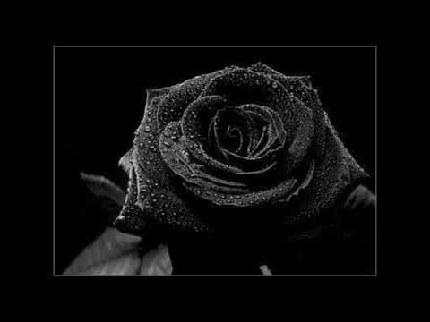 Hashdivy X Krism - Rose Noir