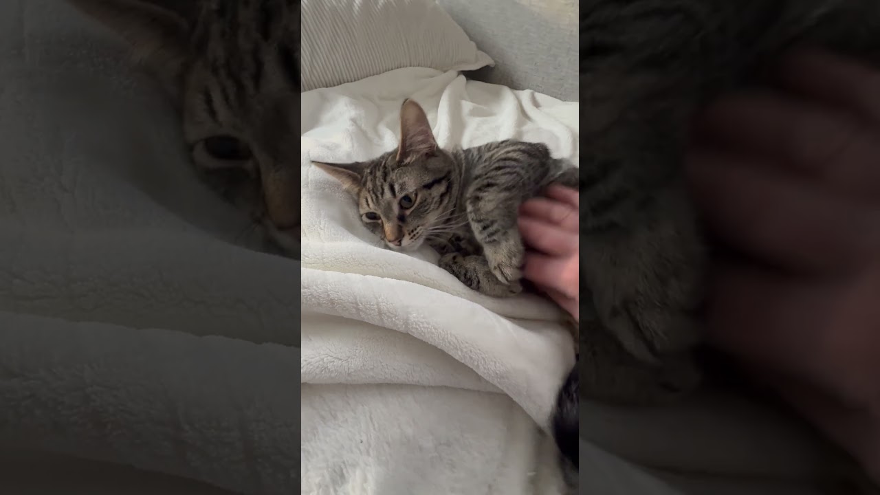 Enlarge Puff - irresistible little snuggly boy!, a ADOPTABLE Tabby in Neenah, WI video 6/6