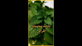القراص وفوائده فوائد القريص فوائد الحريگة shorts