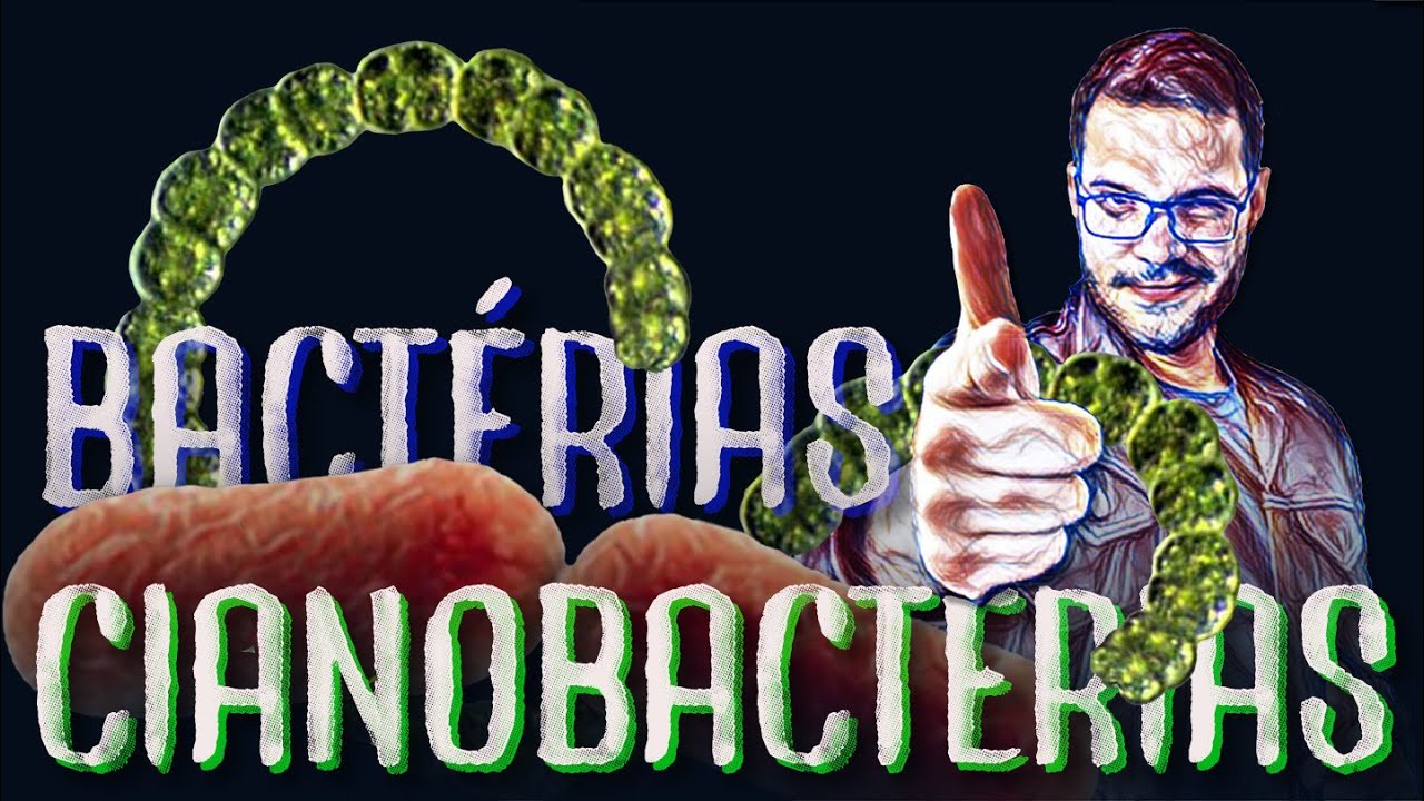 Reino Monera, Domínio Bactéria - bactérias e cianobactérias no canal Mais Biologia
