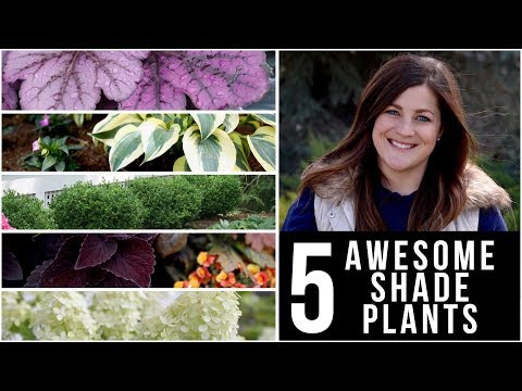 , title : '5 Awesome Plants for Shade! 🌿🌥👍 // Garden Answer'