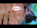 Hewan Kecil Menempel Pada Ikan Hias