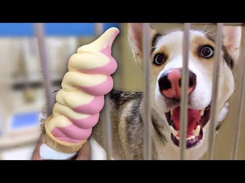 download lagu mp3 mp4 Can You Give Dogs Ice Cream, download lagu Can You Give Dogs Ice Cream gratis, unduh video klip Can You Give Dogs Ice Cream