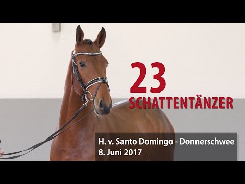 23 Schattentänzer Hengst v. Santo Domingo - Donnerschwee