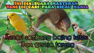 Download lagu suara masteran | kenari | bajing kekes | gereja tarung mp3