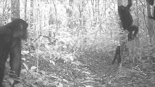 bonobos spooked 3 part