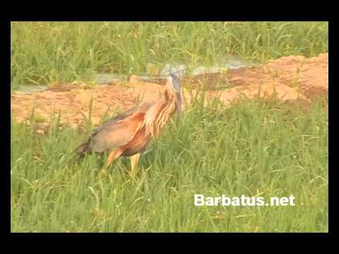 Garza imperial ( Ardea purpurea )  Purple heron