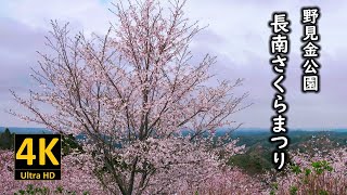 長南さくらまつり2024