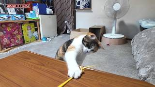 三毛猫フミちゃん  LIVE配信   2026年8月17日　calico cat　(LIVE stream)