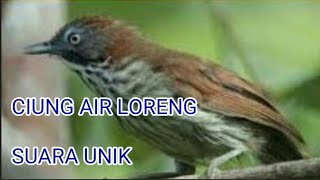 Download lagu Suara burung ciung air loreng mp3