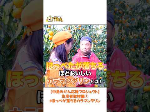 カラマンダリンって知っとる？🍊　#愛媛 #愛媛県 #中島 #中島みかん応援プロジェクト #地域創生 #78ch #ななはっちゃん #みかん #柑橘