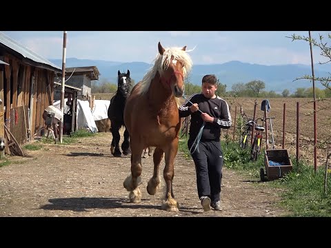 Caii lui Andrei de la Danestii Chioarului, Maramures - 2022 Nou!!!