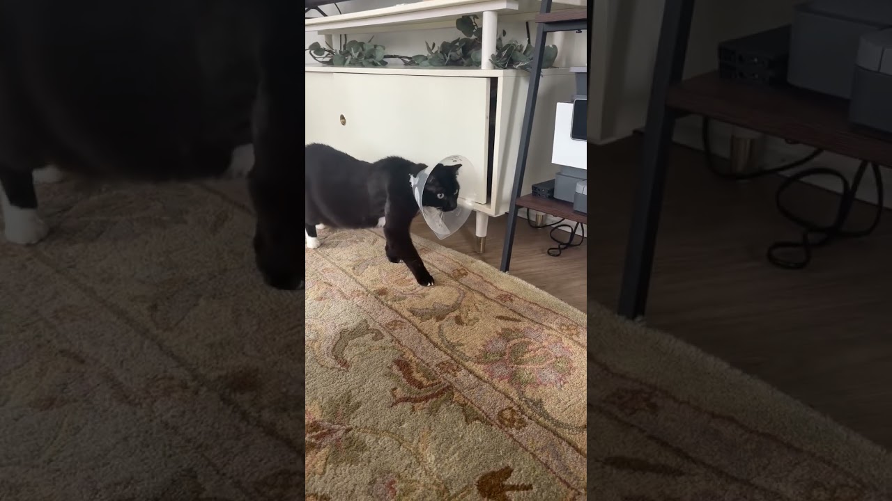Enlarge Cali, a Adoptable Domestic Short Hair in New York, NY video 6/6