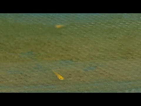 Babies  Koi Breeding 2020 - 16/1  EP4