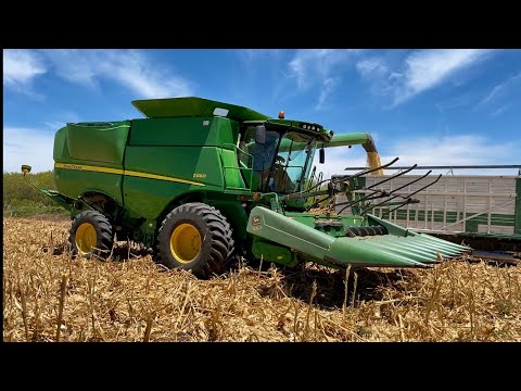 Corn threshing, 13 Tons per Hectare (Hippopop) 2023.