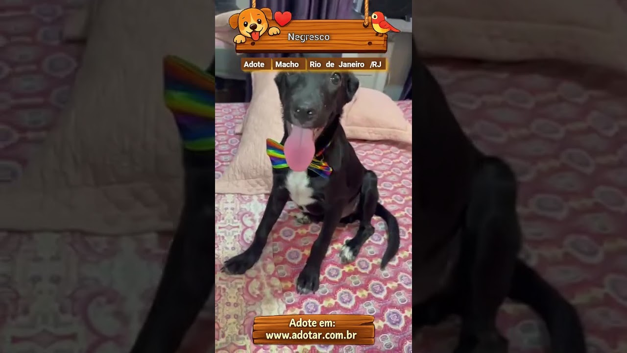 Cachorro raça SRD-ViraLata idade 2 a 6 meses nome Negresco