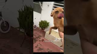 Download lagu asu nak ikut #andriana#meme mp3