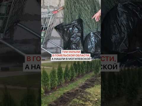 Туи украли в Гомельской области, а нашли в Могилевской
