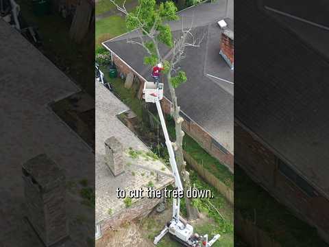 The CHEAPEST Tree Removal Bid