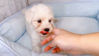 ビションフリーゼの動画01