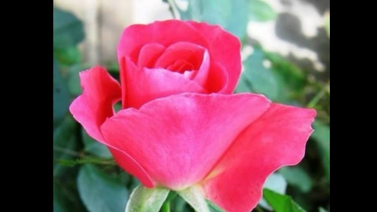 Hum Aashiq Hain Mastane Lyrics | Aashique Mastane | Udit Narayan, Abhijeet | Dilip Sen Sameer Sen