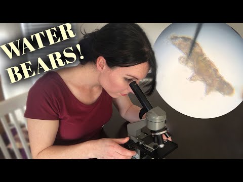 How to Find WATER BEARS: Advice from Experts!