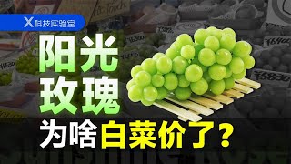 从“水果界爱马仕”到白菜价，阳光玫瑰经历了什么？