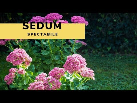 , title : 'El Sedum spectabile o sedum de otoño - Decogarden - Jardinatis'