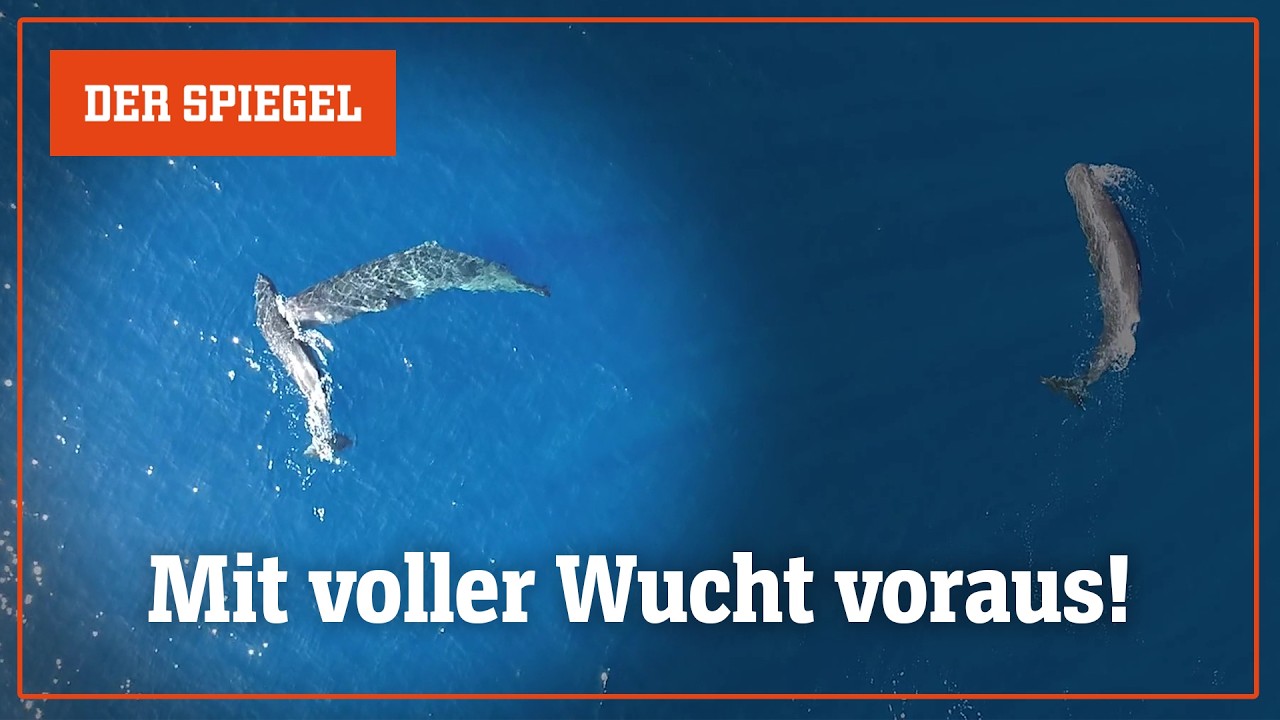 Erstmals gefilmt: Wie ein Wal eine Kopfnuss gibt | DER SPIEGEL