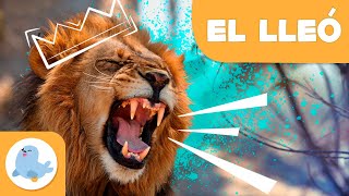 EL LLEÓ 🦁 Animals per a nens en català 🌳 Episodi 1