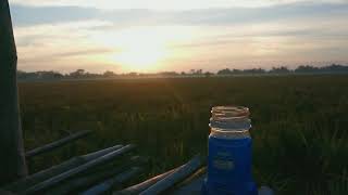 Download lagu Story WA Awali Pagi dengan Sebotol Kopi di Tepi Sawah | Felix Irwan - Damai Bersamamu Cover mp3 Download lagu Story WA Awali Pagi dengan Sebotol Kopi di Tepi Sawah | Felix Irwan - Damai Bersamamu Cover mp3