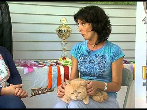 41st MFGC International Cat Show (MALTA) - Ms. Marialuisa Cocito  from Italy