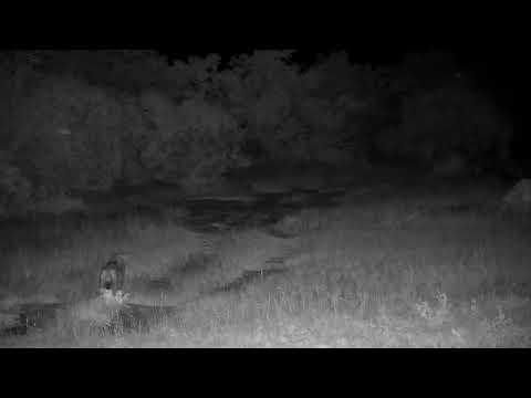 Djuma: Lone Hyena walks by heading towards the lodge - 21:23 - 01/01/2023
