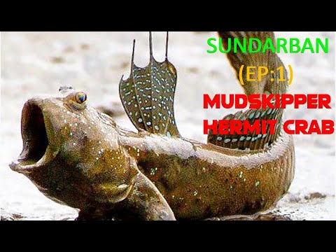 Sundarban: World Largest Mangrove Forest (Episode:1) I Hermit Crab I  Mudskipper I Free2use