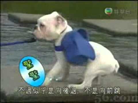 Pull Dog Across River - Video.flv
