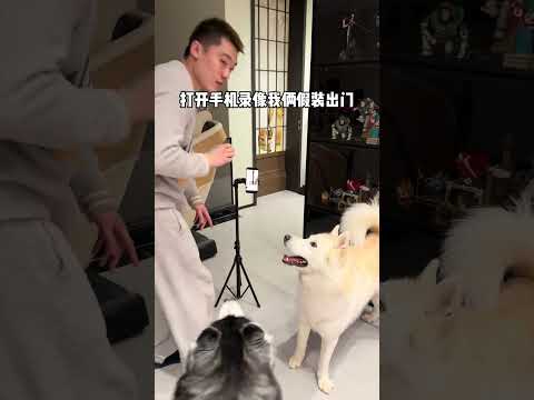 這倆貨太不讓人省心了！  #husky #pets #寵物友善日常