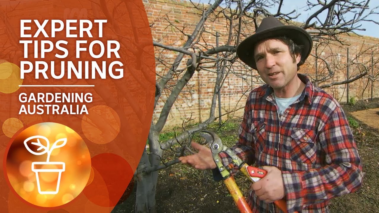 Expert tips for winter pruning and practical tool maintenance