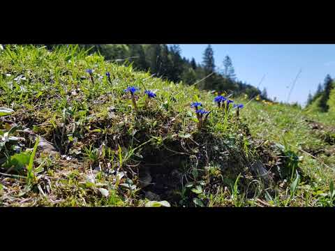 Der Verliebte von Lorenz Maierhofer