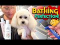 Learn The Proper Way To Bathe A Dog