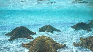 Song of the Seas by Vangelis